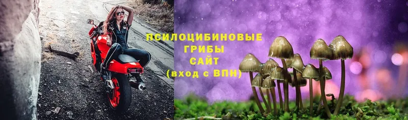 Псилоцибиновые грибы MAGIC MUSHROOMS  Благодарный 